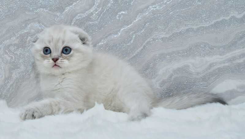 Jennifer Scottish Fold female blue tortie tabby pointed - live animals