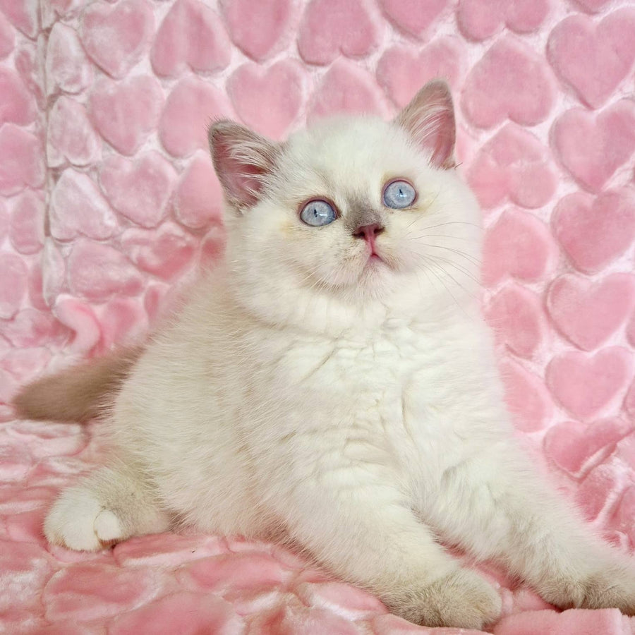 Jack British Shorthair male, fawn pointed