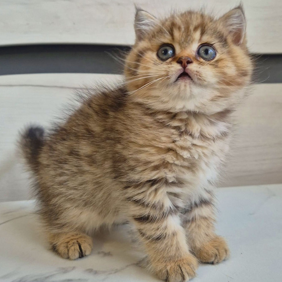 Mark British Shorthair male, black golden spotted tabby