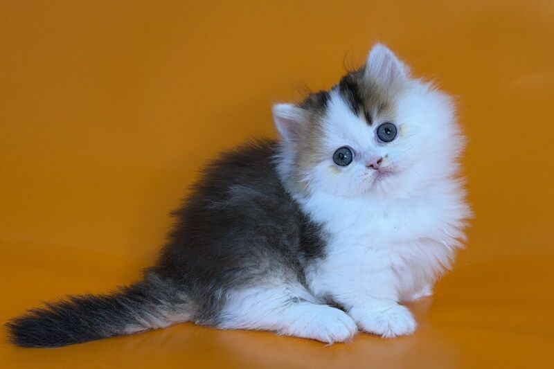 Yestin Munchkin male black golden ticked tabby - live animals