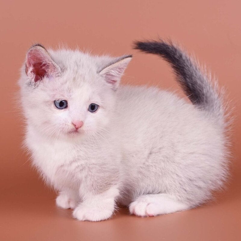 Hugo Munchkin male, blue pointed bicolour