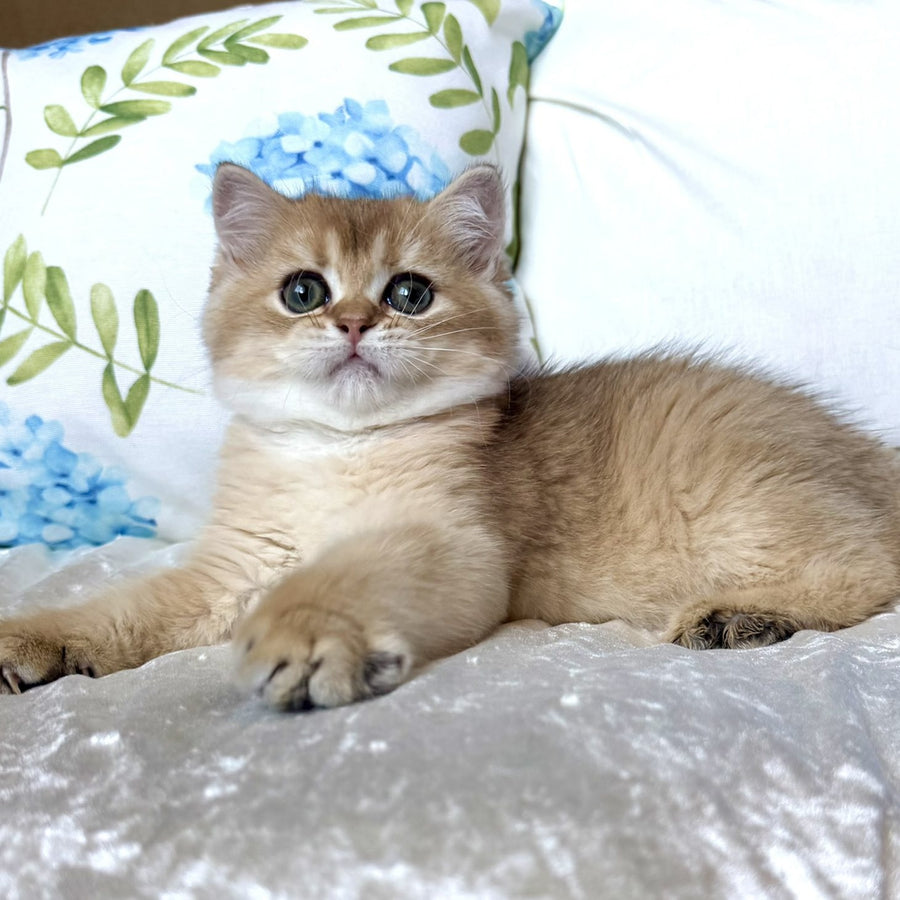 Crispy British Shorthair male, black golden shaded