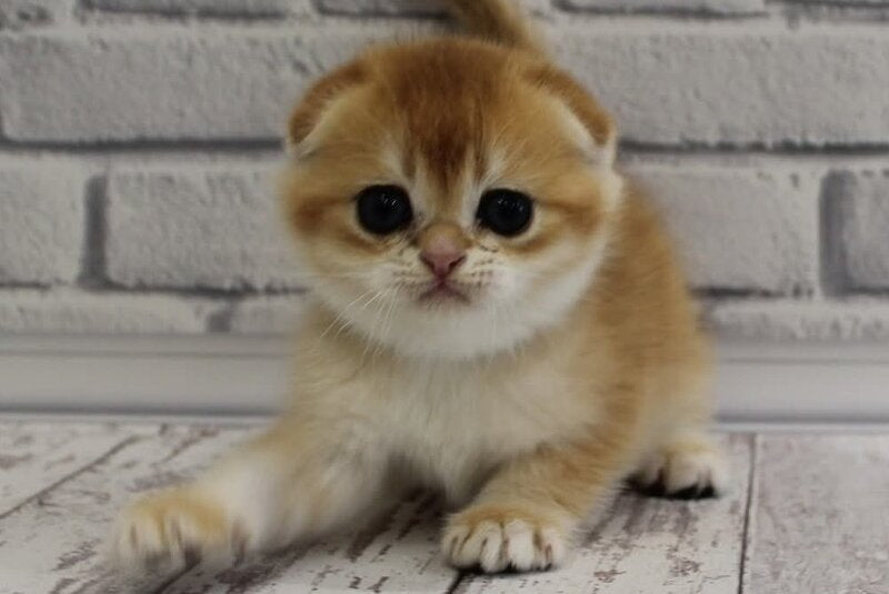 Gelios Scottish Fold male, black golden shaded