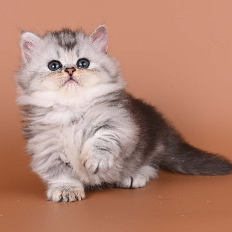 Ira Munchkin female, black silver ticked tabby