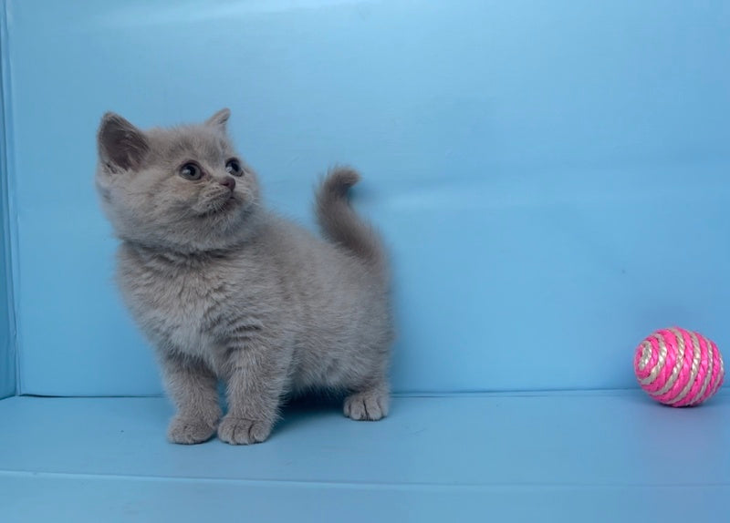 Yarina British Shorthair female lilac - live animals