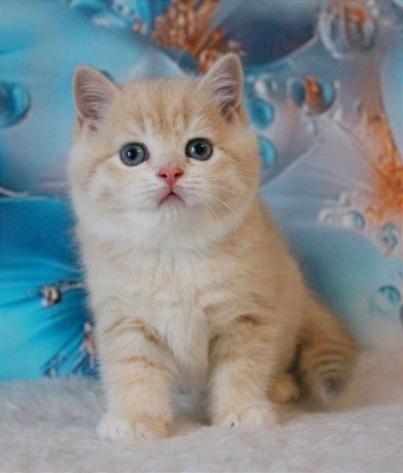 Gucci British Shorthair male, lilac golden shaded