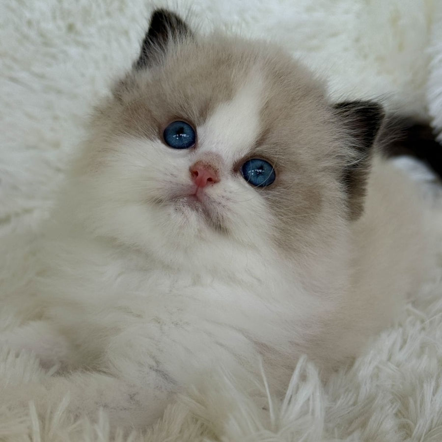 Milan Ragdoll male, black bicolour