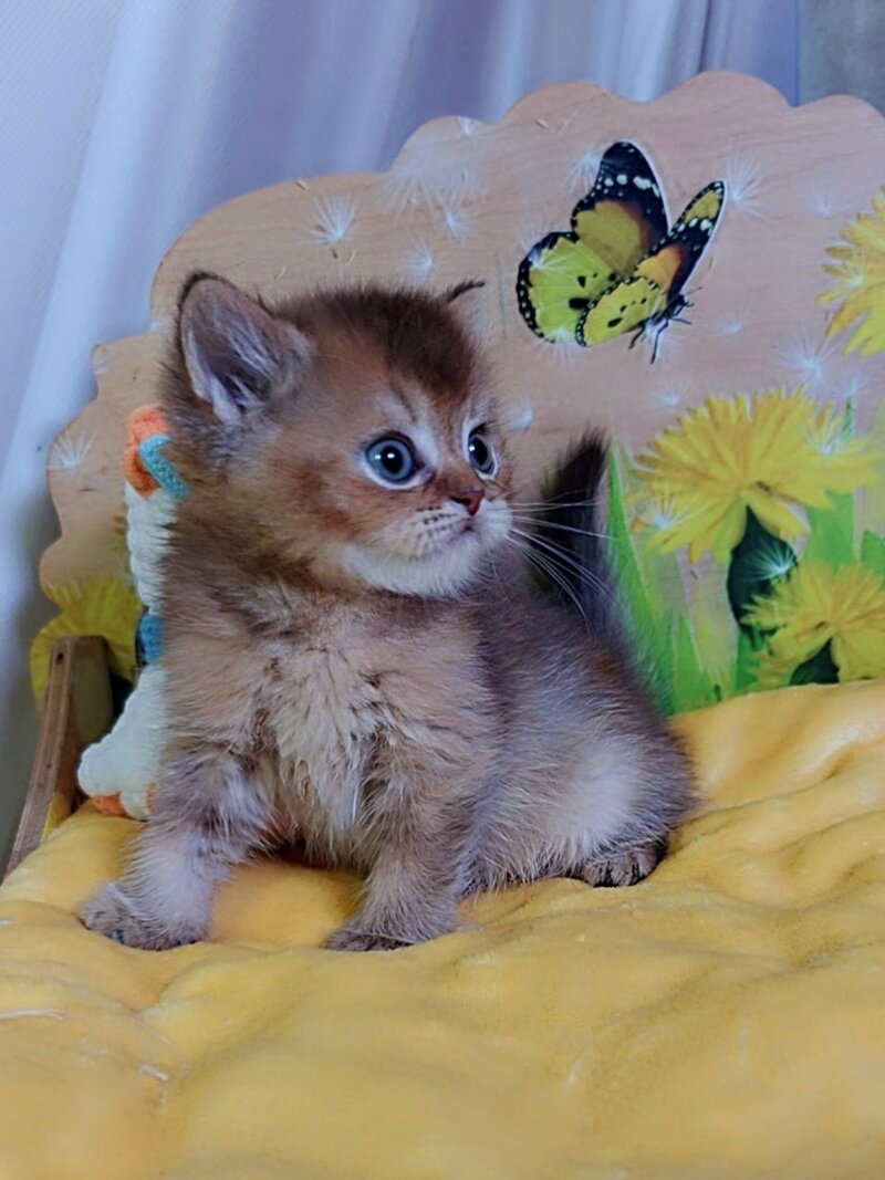 Orion Scottish Straight male, chocolate golden ticked tabby