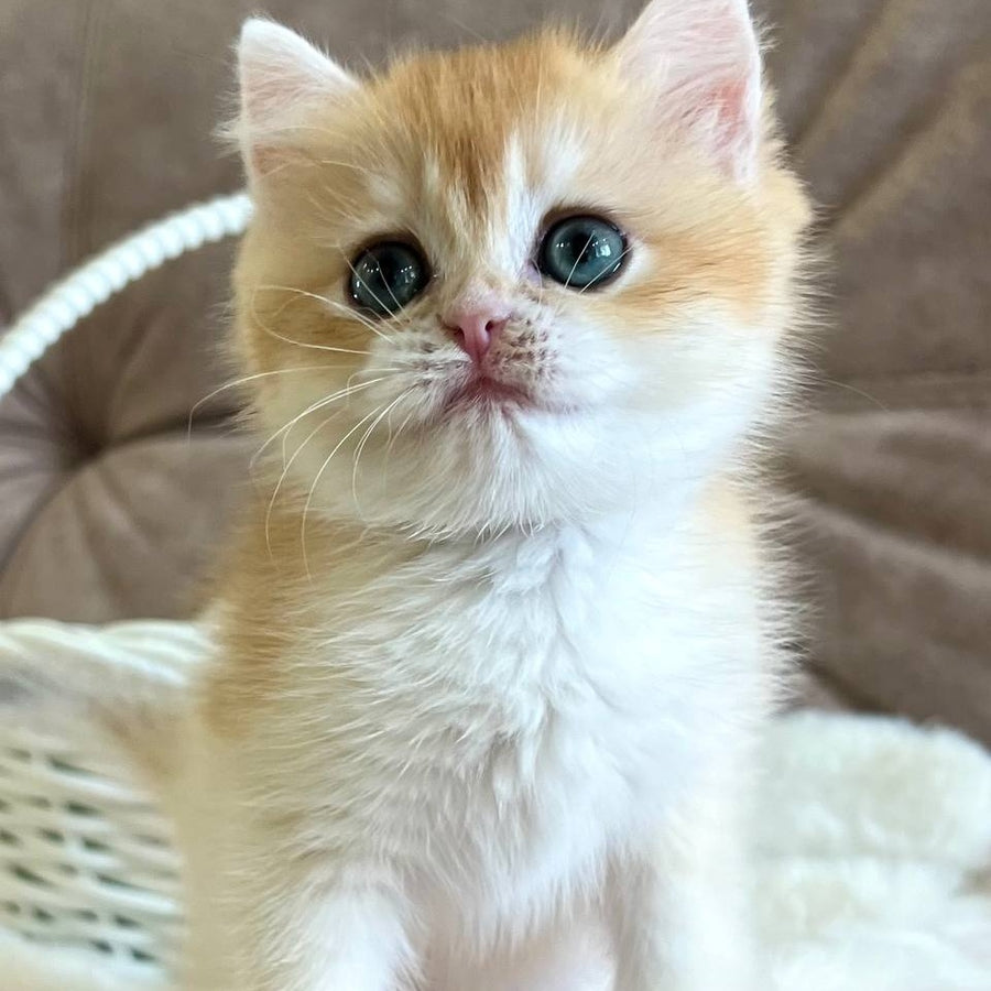 Zhorik British Shorthair male, black golden chinchilla