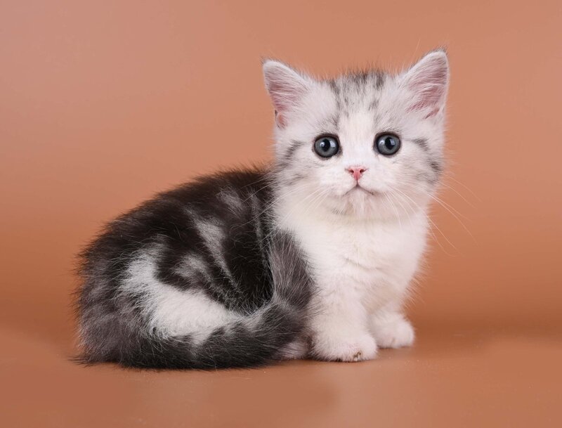 Ilene Munchkin female, black silver tabby bicolour