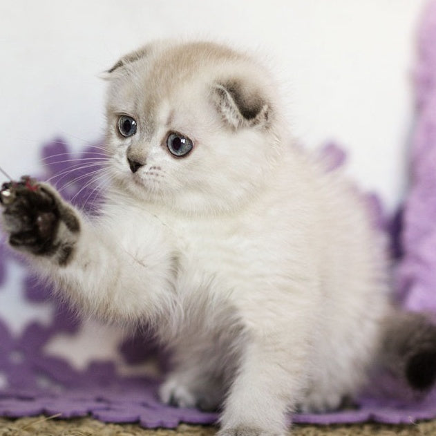 Upi Scottish Fold female, black ticked tabby pointed