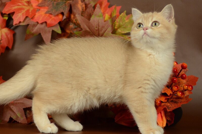 Sofi British Shorthair female, lilac golden chinchilla