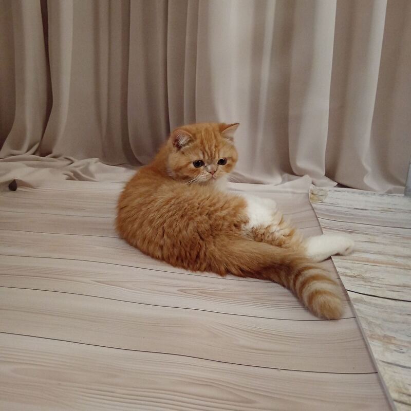 Ida Exotic female, red bicolour