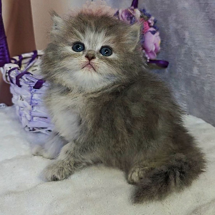 Ustina British Longhair female, blue tortie
