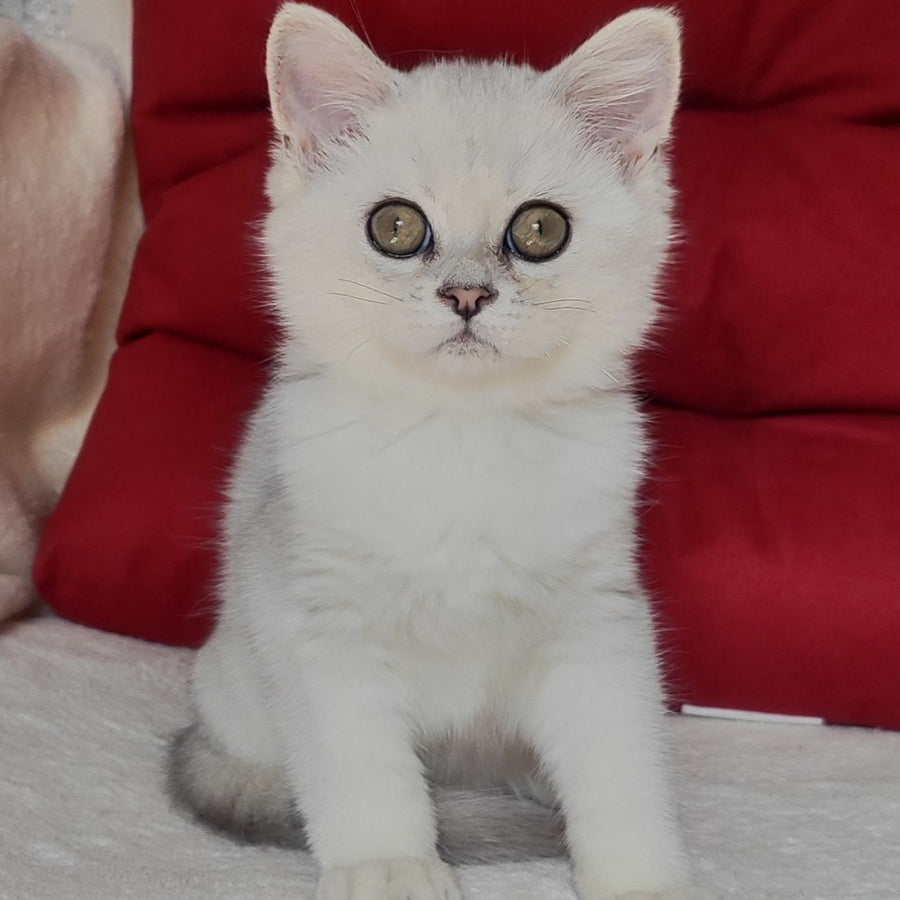 Xan Scottish Straight male, blue silver ticked tabby