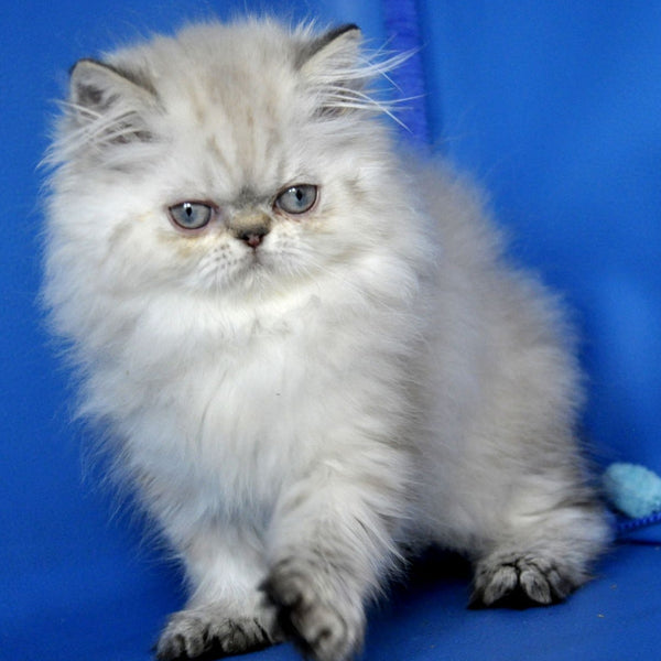 Paola Persian female, blue pointed