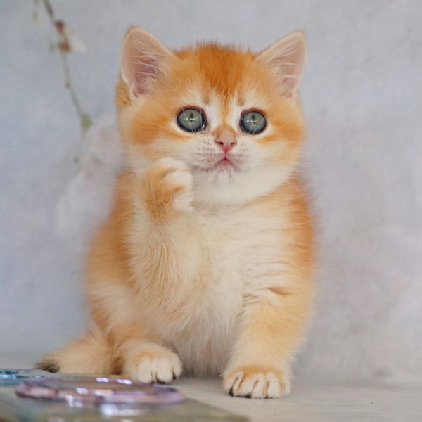 Zemfira British Shorthair female, black golden chinchilla