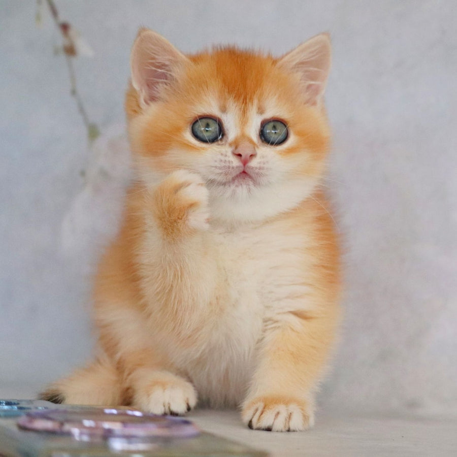 Zemfira British Shorthair female, black golden chinchilla