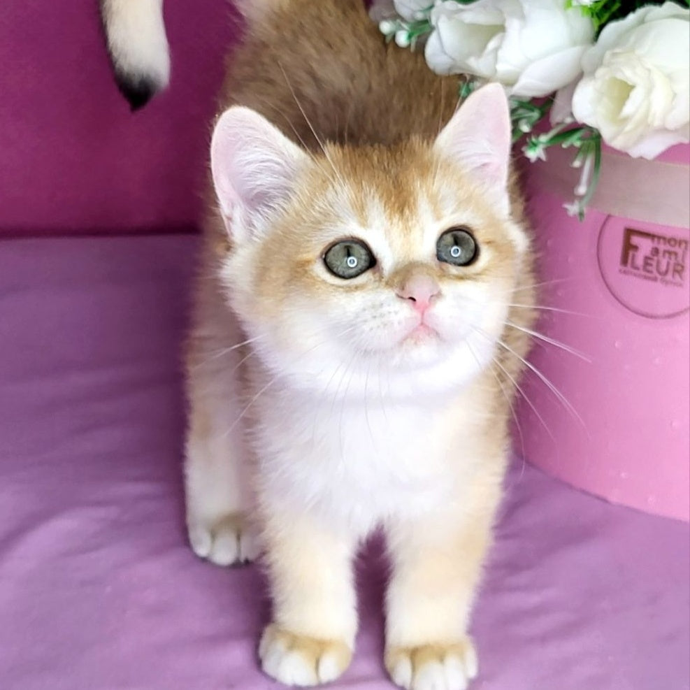 Annabel British Shorthair female, black golden chinchilla