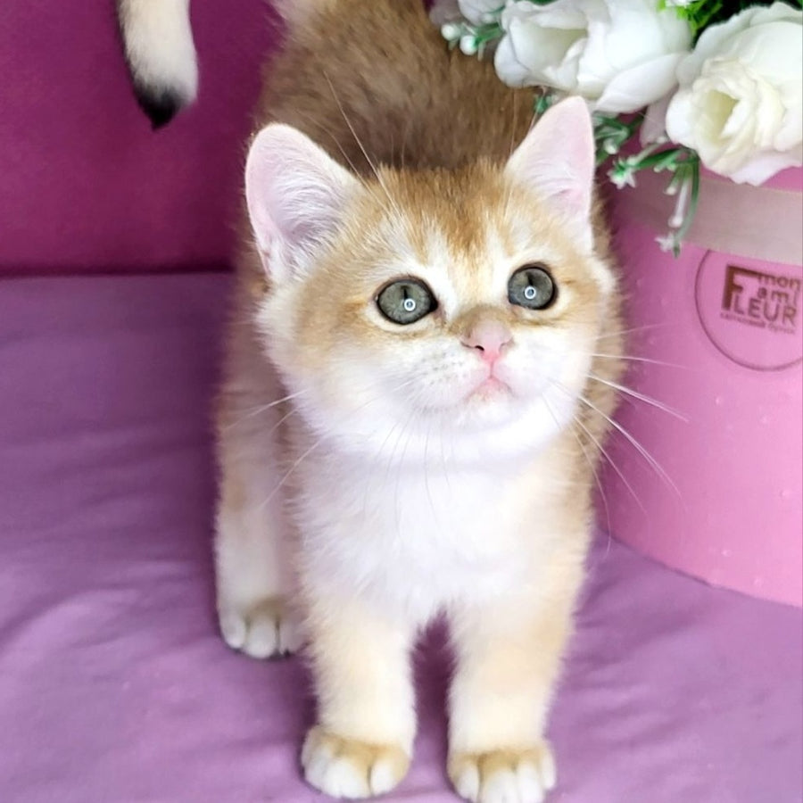 Annabel British Shorthair female, black golden chinchilla