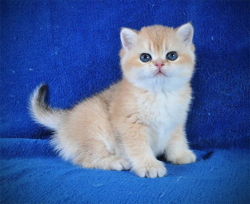 Goshka British Shorthair male black golden shaded live animals