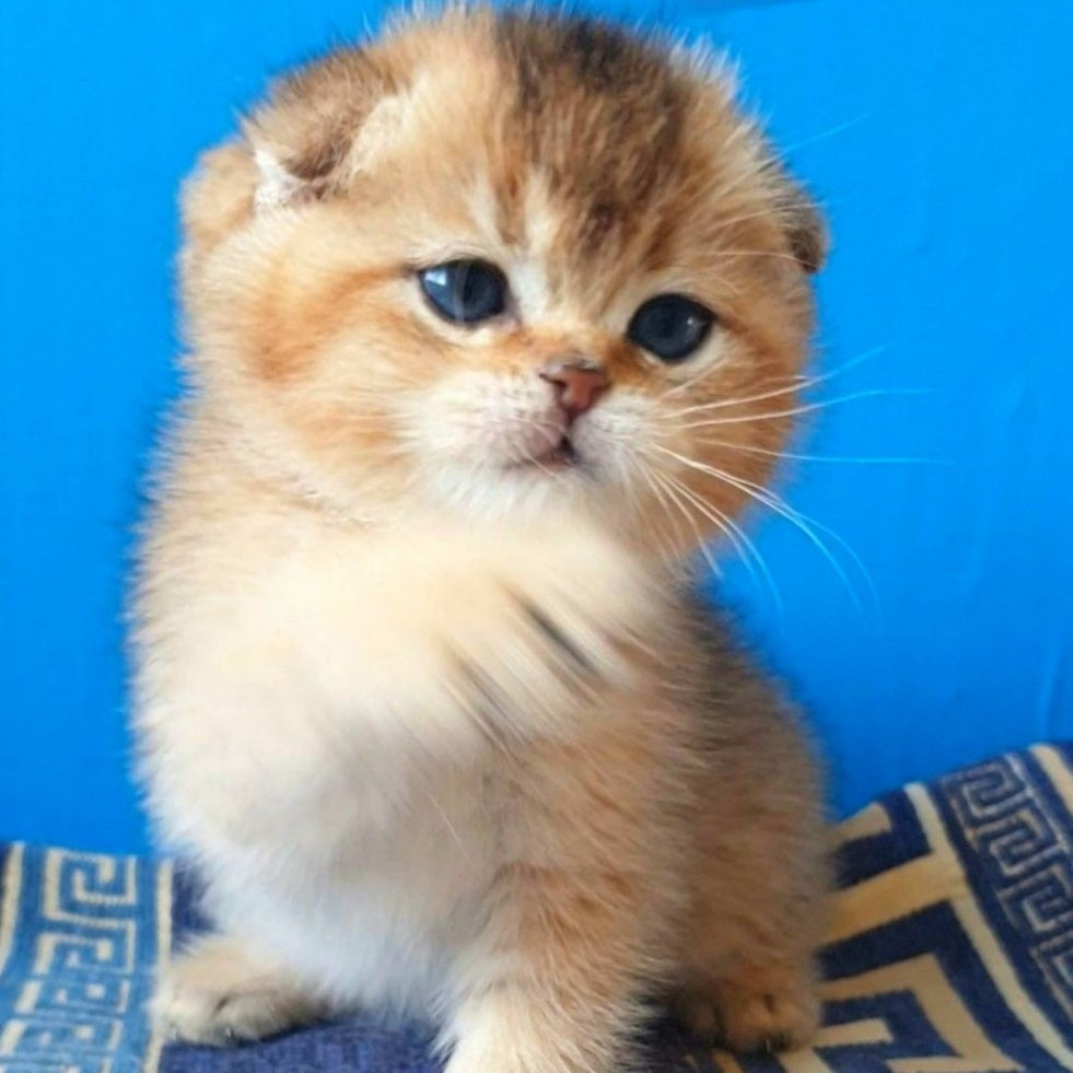 Kristina Scottish Fold female, black golden shaded