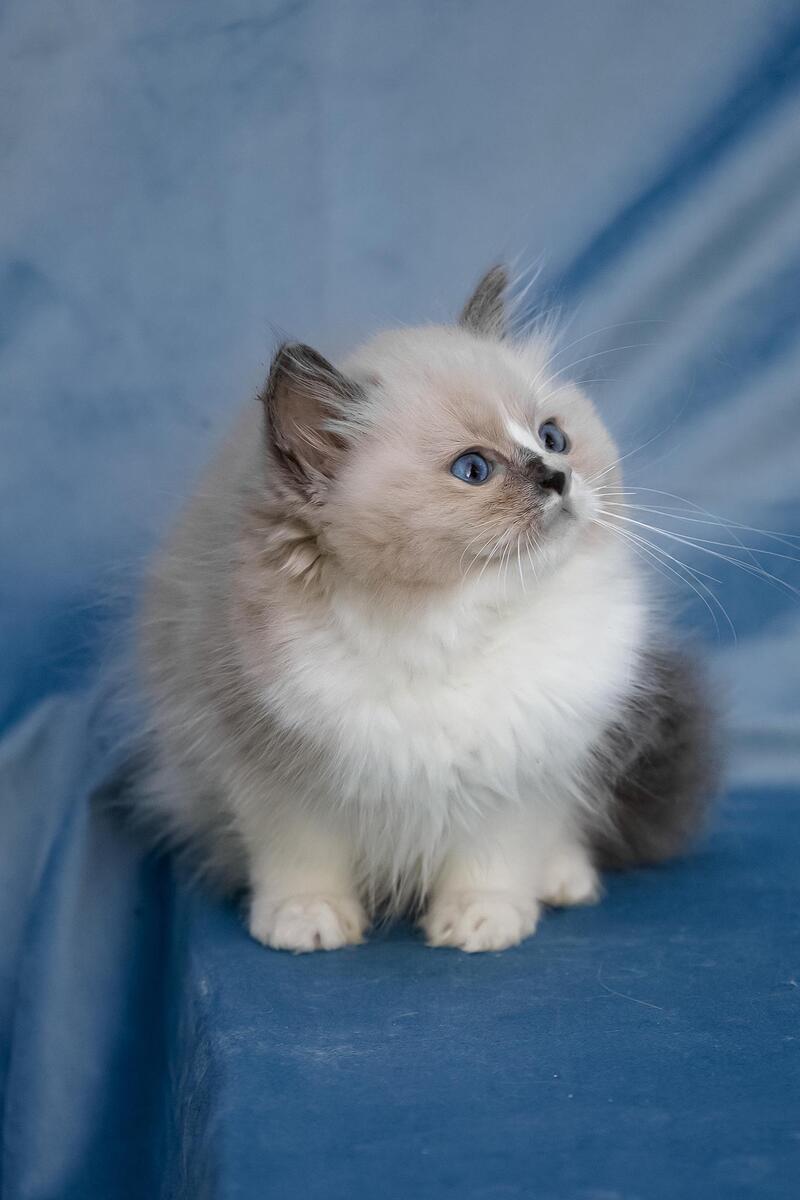 Niko Ragdoll male, blue mitted