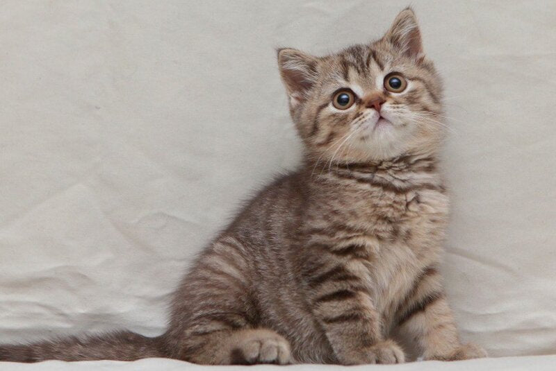 Nalim British Shorthair male, chocolate spotted tabby