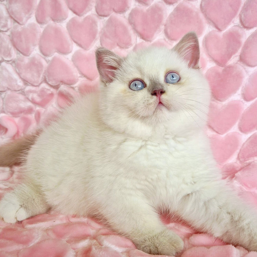 Jack British Shorthair male, fawn pointed