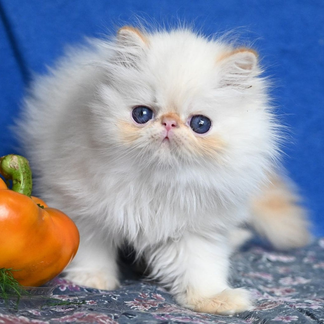 Arash Persian male, red tabby pointed
