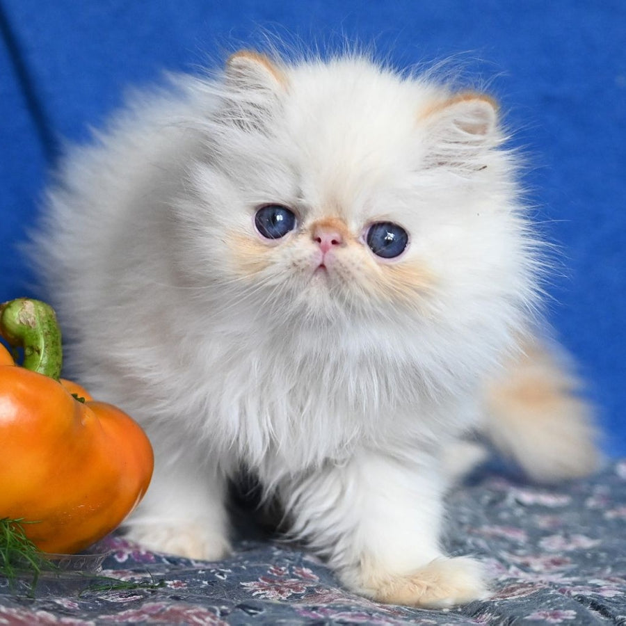 Arash Persian male, red tabby pointed