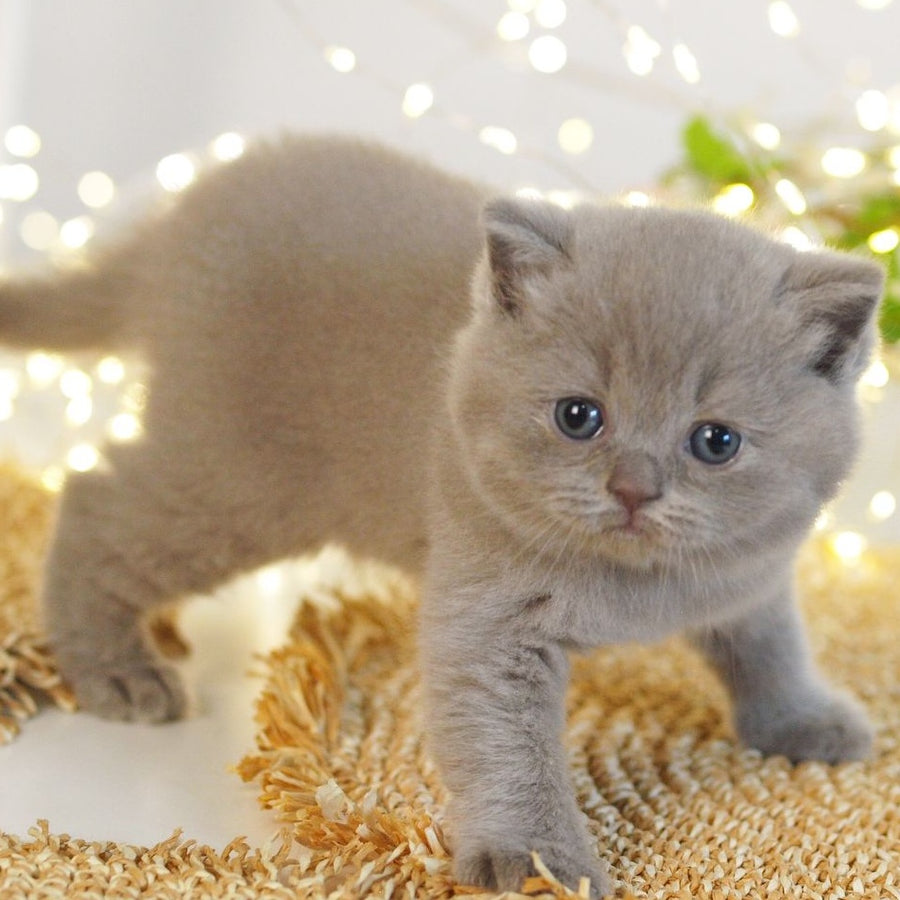 Perl British Shorthair female, lilac