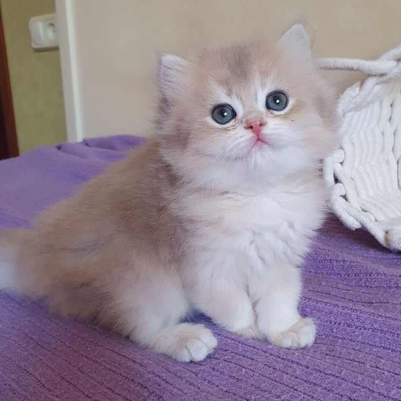 Yumi British Longhair male, blue golden chinchilla