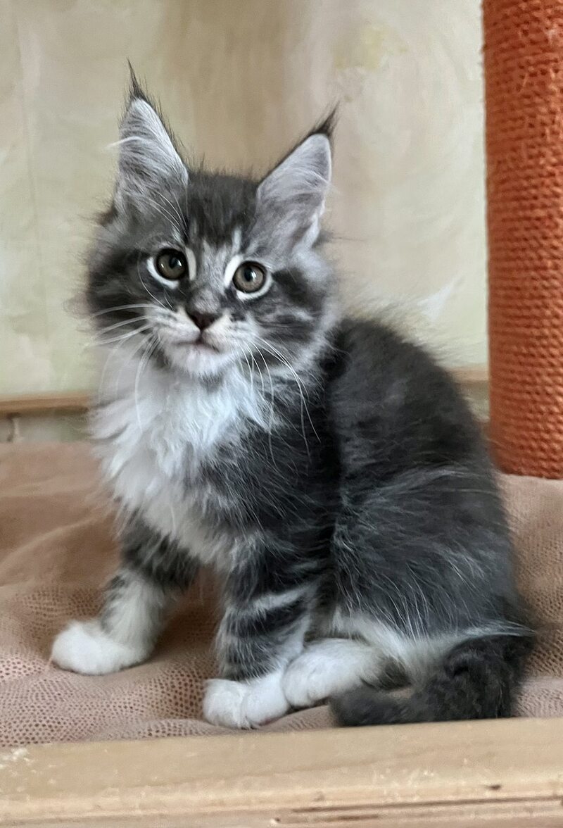 Jeremy Maine Coon male, blue bicolour tabby