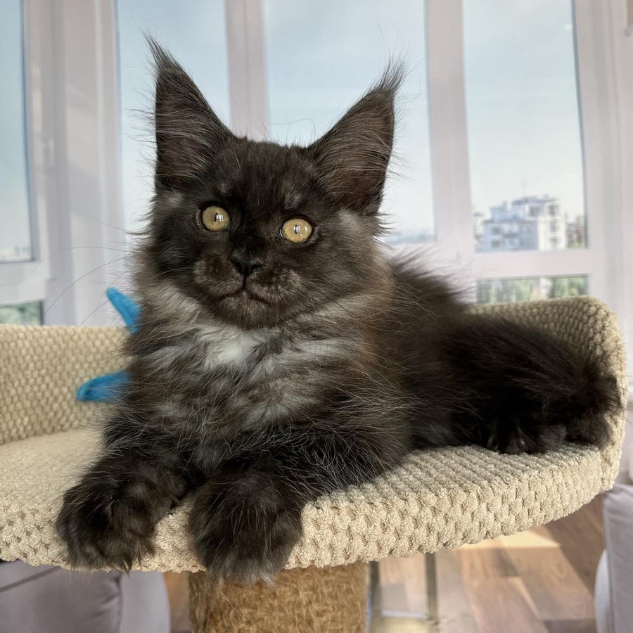 Ralph Maine Coon male, black silver