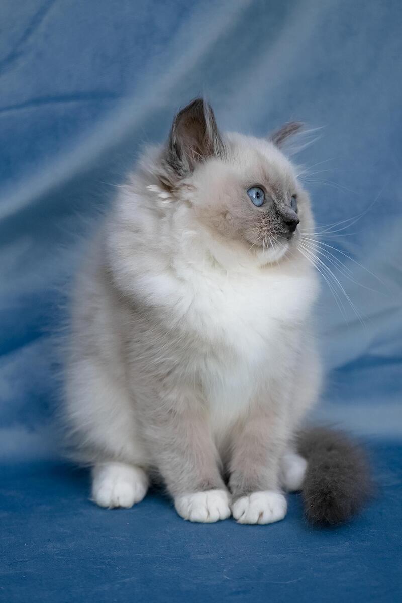 Nox Ragdoll male, blue mitted