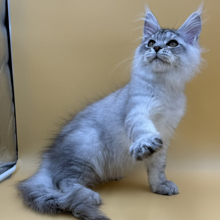 Alma's Maine Coon male, black silver spotted tabby