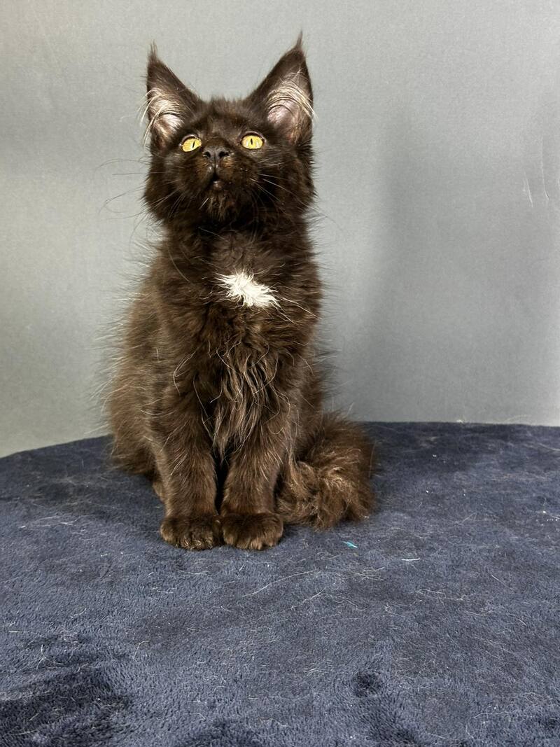 Gucci Maine Coon female black with white - live animals