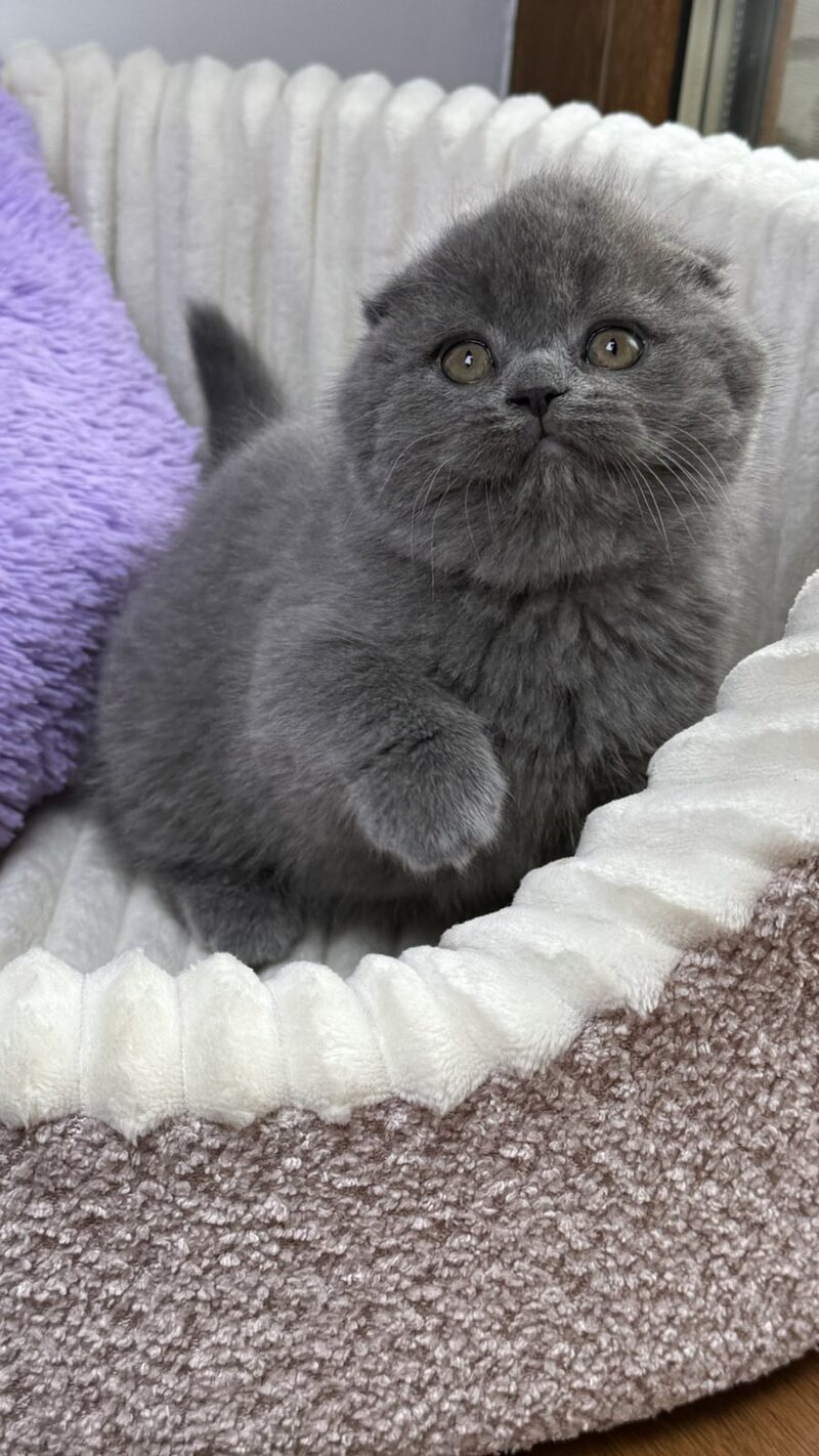 Bonnie Scottish Fold female, blue
