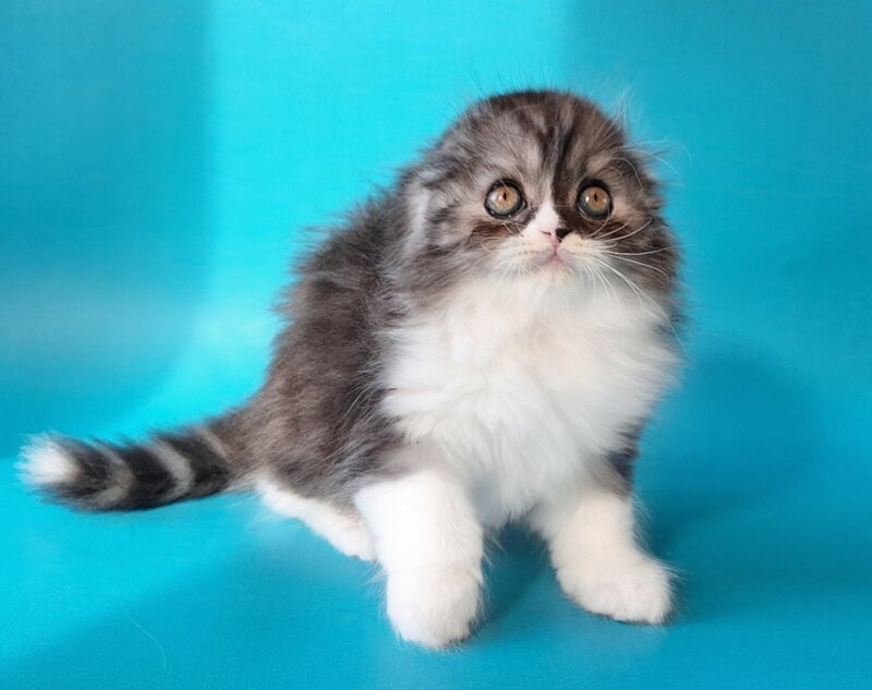Xavier Scottish Fold male, black silver bicolour