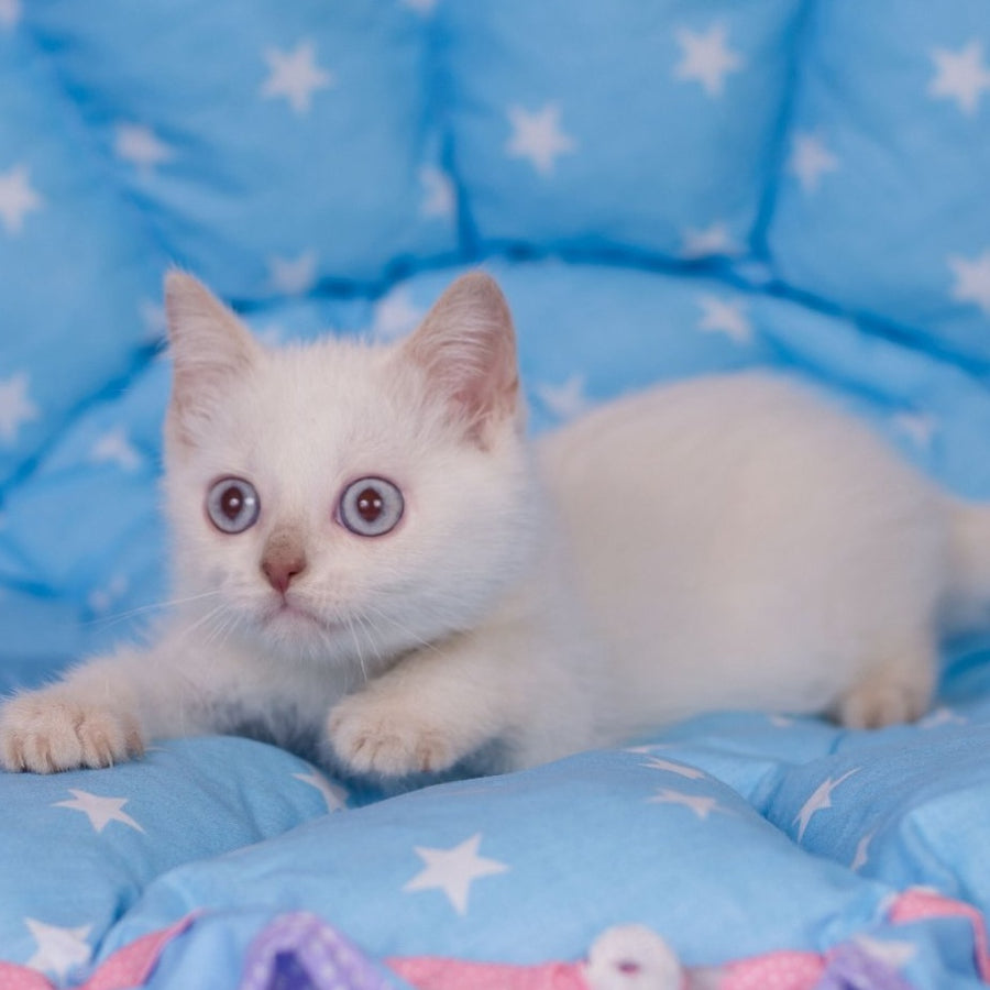 Lime British Shorthair male, fawn pointed