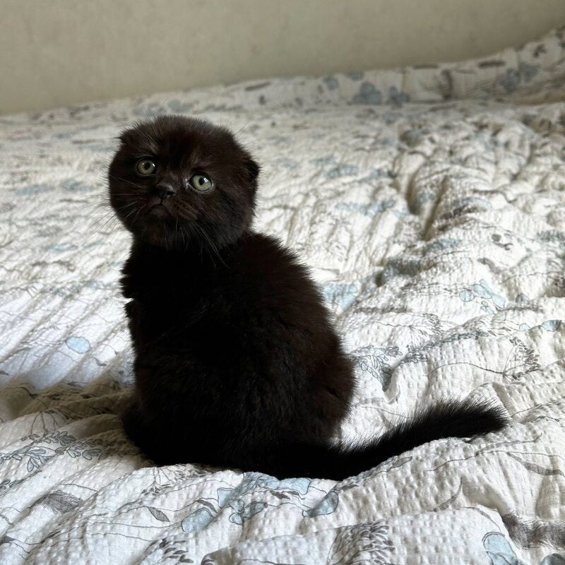 Nelson Scottish Fold male, black