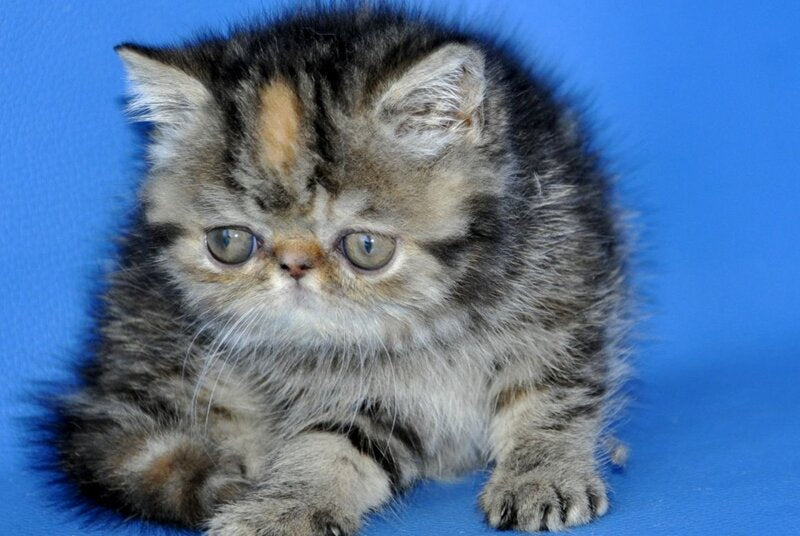 Ursula Exotic female black tortie tabby - live animals