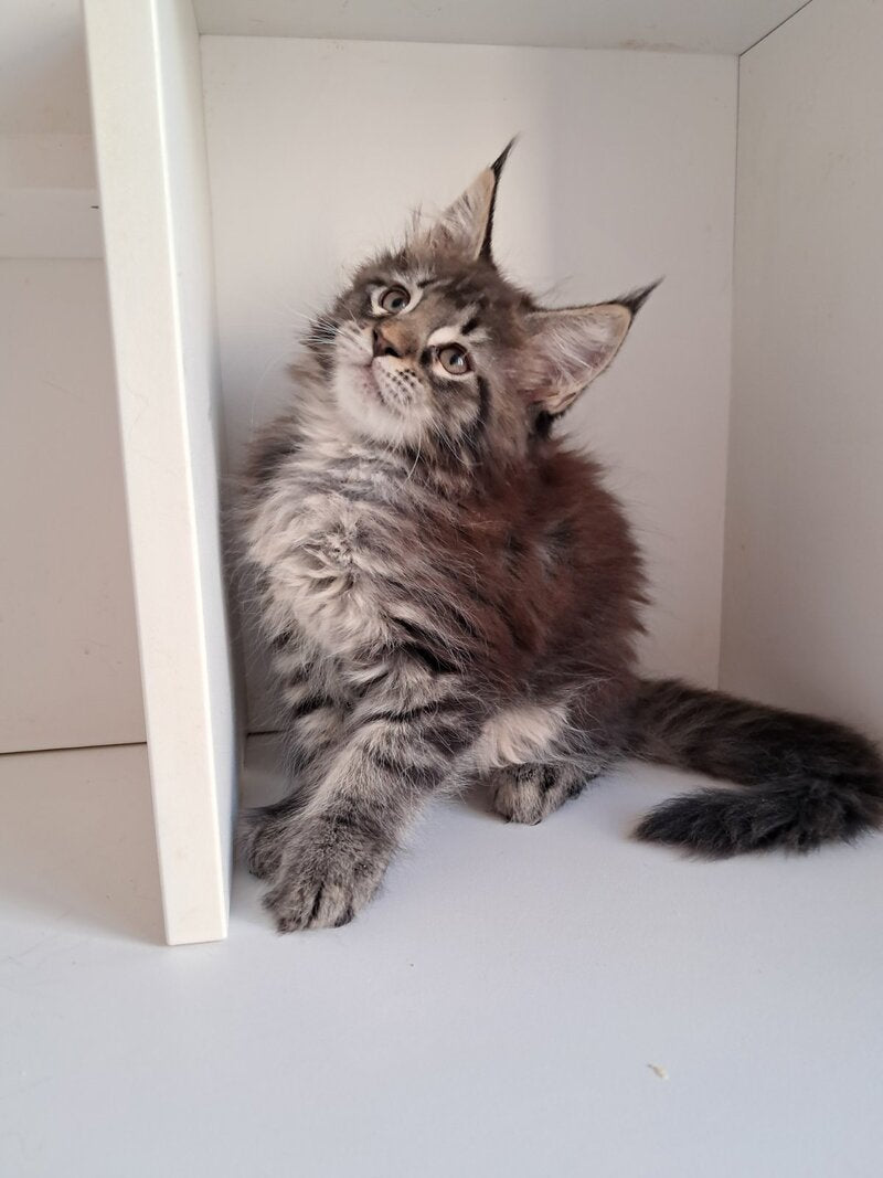 X-Adel Maine Coon female, black tabby