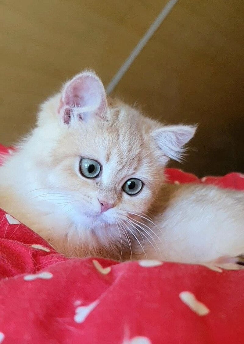 Xena British Shorthair female, lilac golden chinchilla