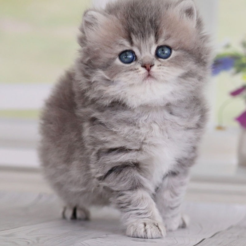 Ximena British Longhair female, blue golden shaded