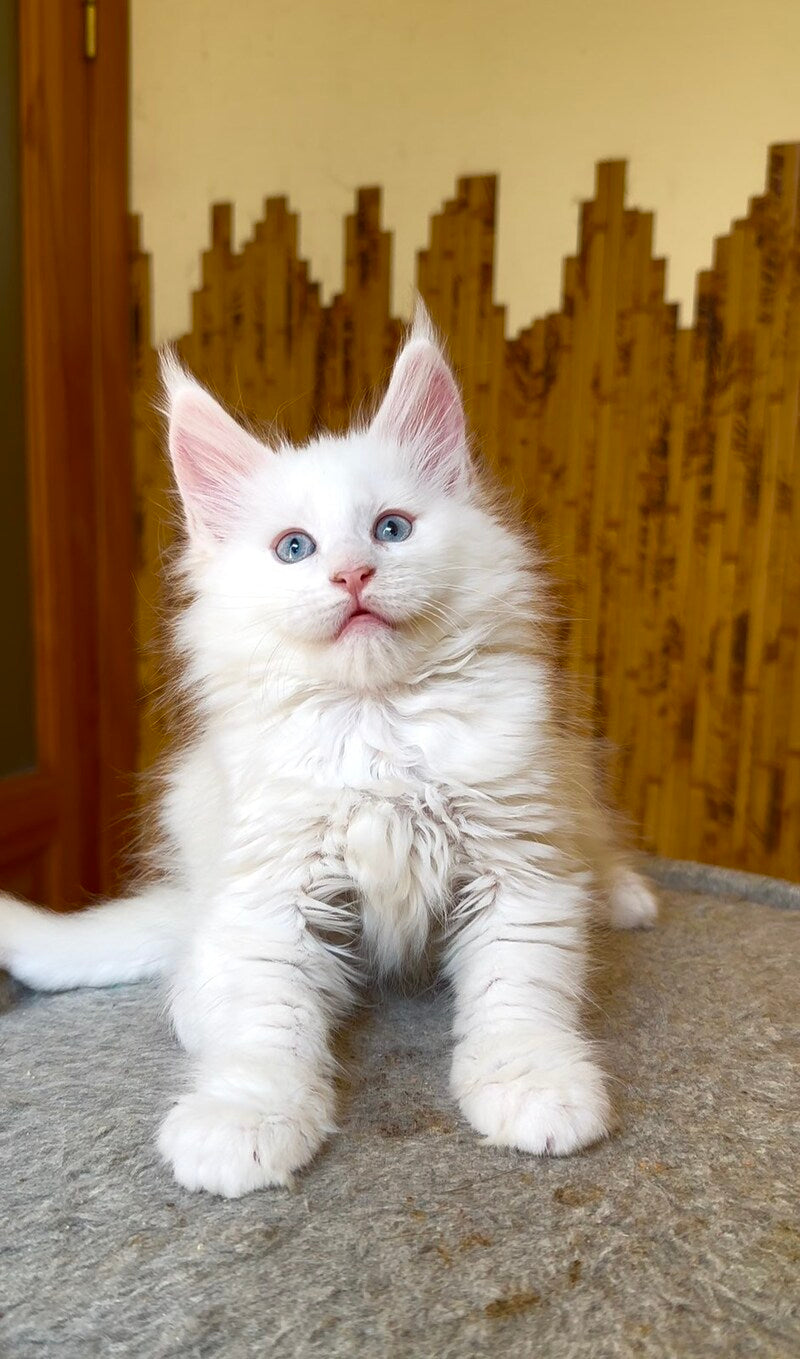 Ursula Maine Coon female, white