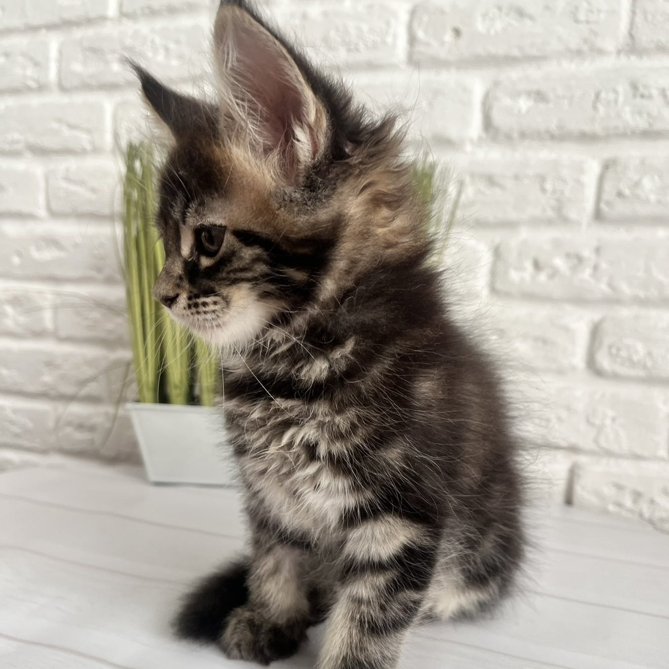 Jade Maine Coon female, black tabby