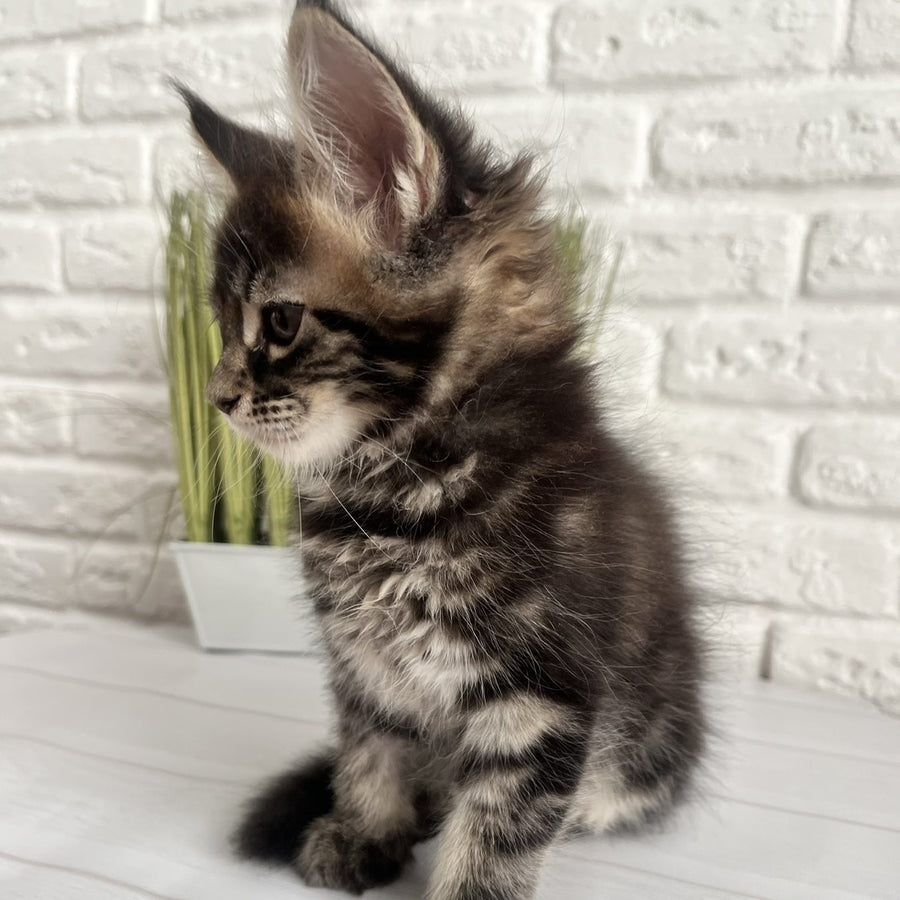 Jade Maine Coon female, black tabby