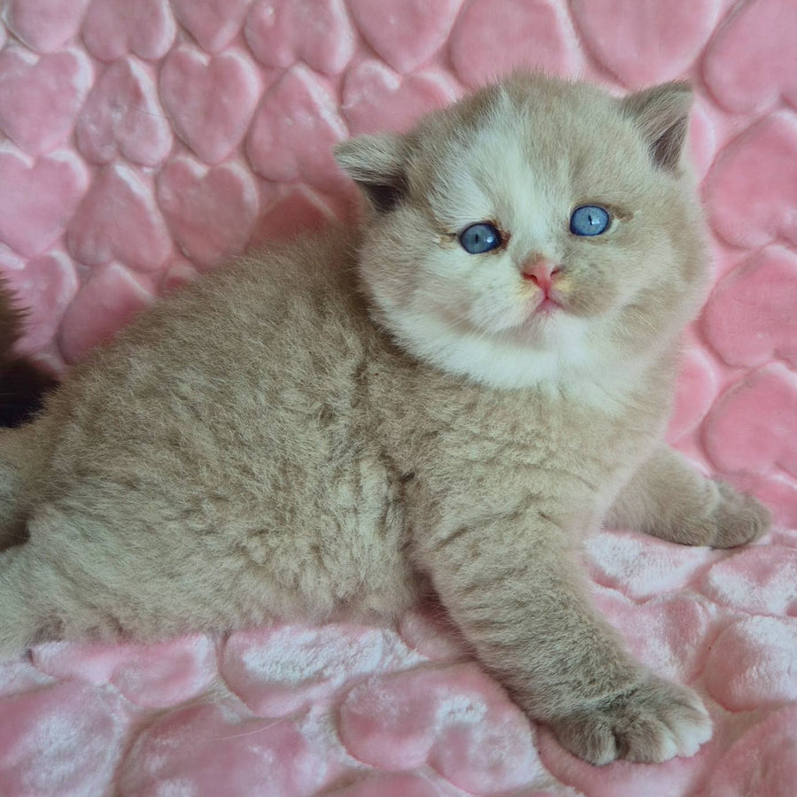 Gummy British Shorthair male, fawn with white
